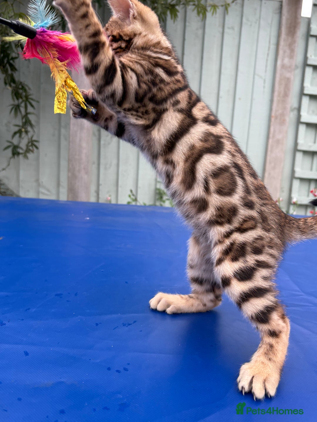 Keetso cats for sale: Rare curled eared rosetted keetso male  - Advert 30