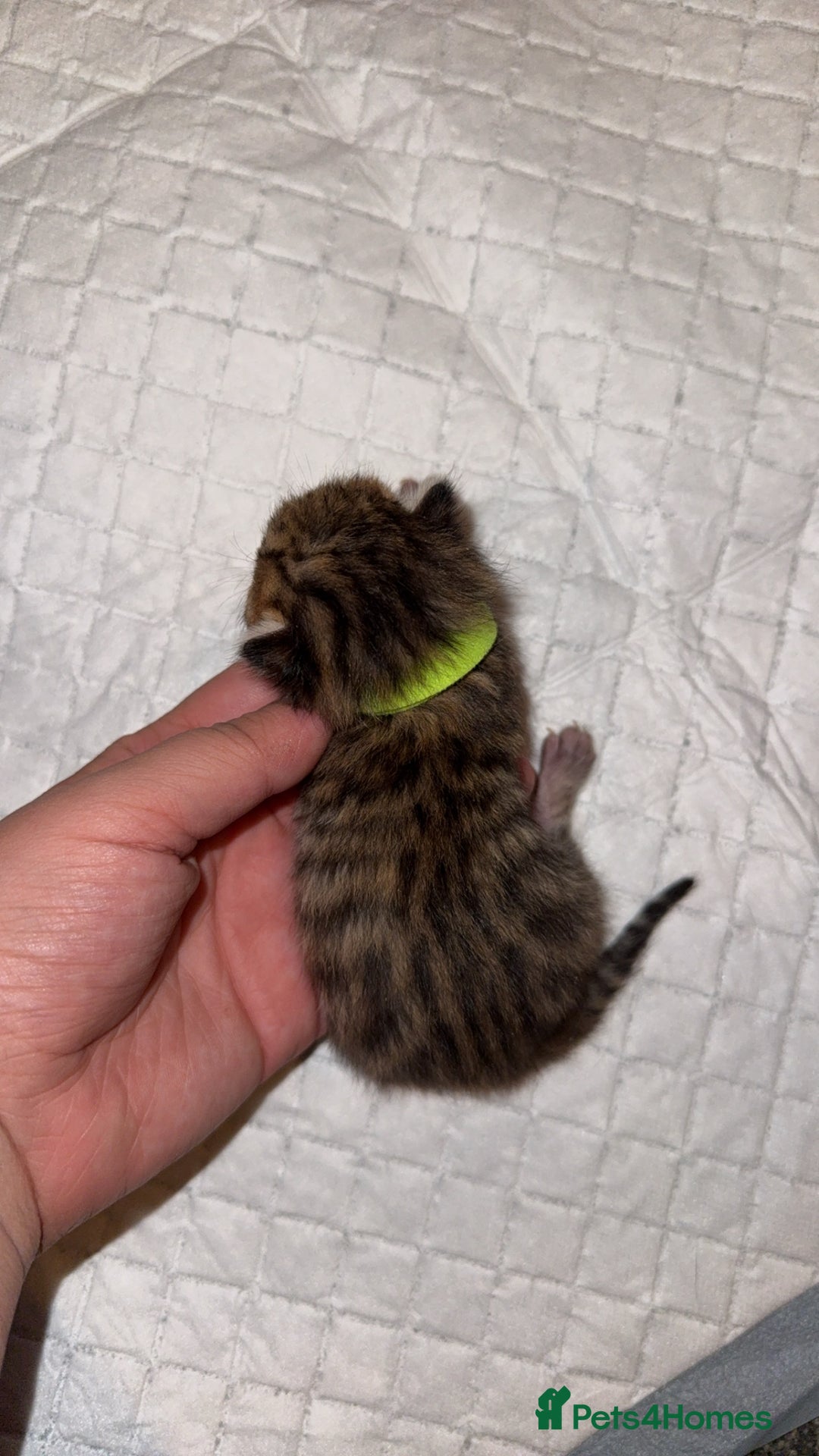Bengal cats for sale: 10 Beautiful Bengal Kittens - Image 3