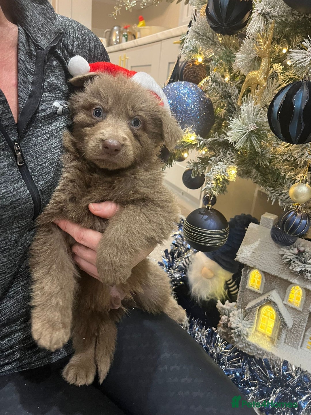 German Shepherd dogs for sale: Working KC GSD German shepherd puppies  - Advert 27