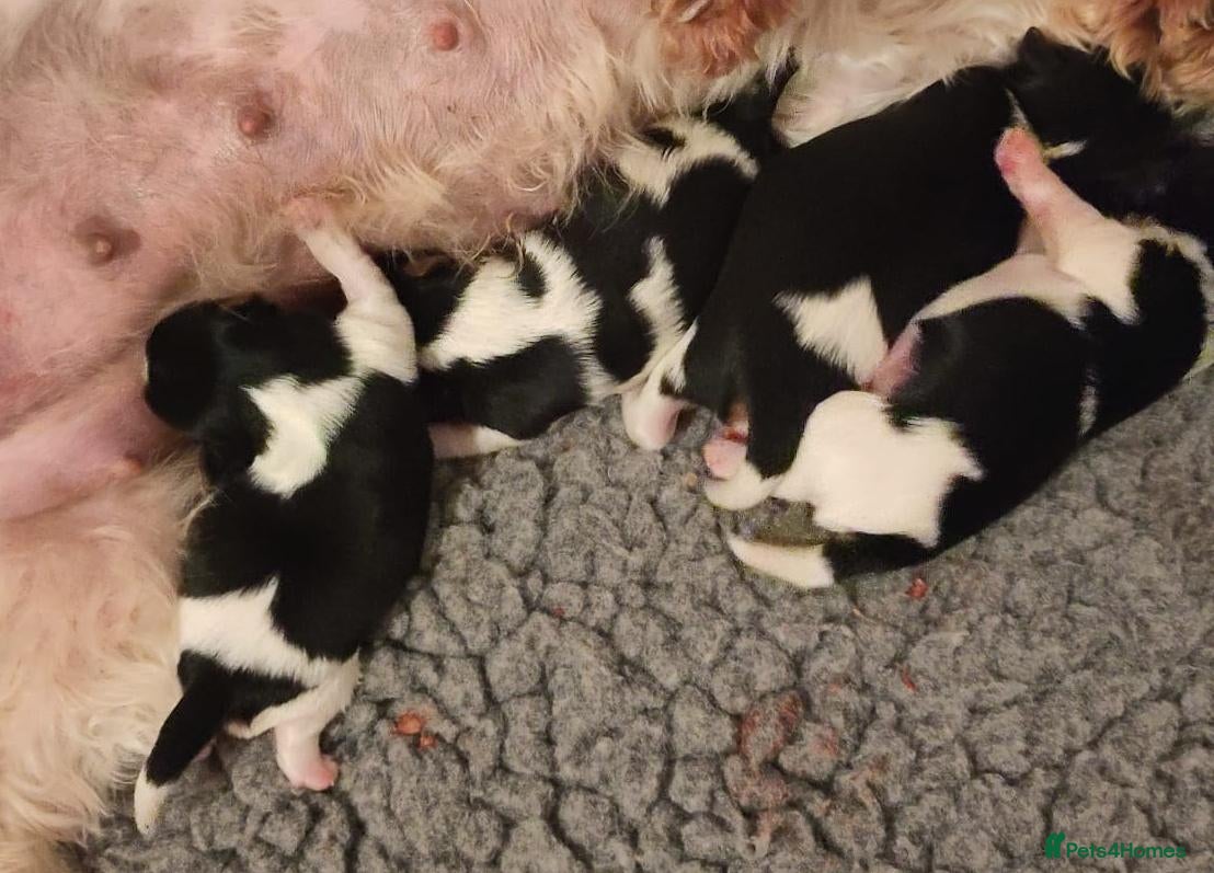 Biewer Terrier dogs ✨Stunning Biewer Yorkshire Terriers Ready Dec 26 ✨ - Advert 1