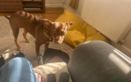 Mixed Breed dogs for sale: 2 year old unneutered female free - Image 6