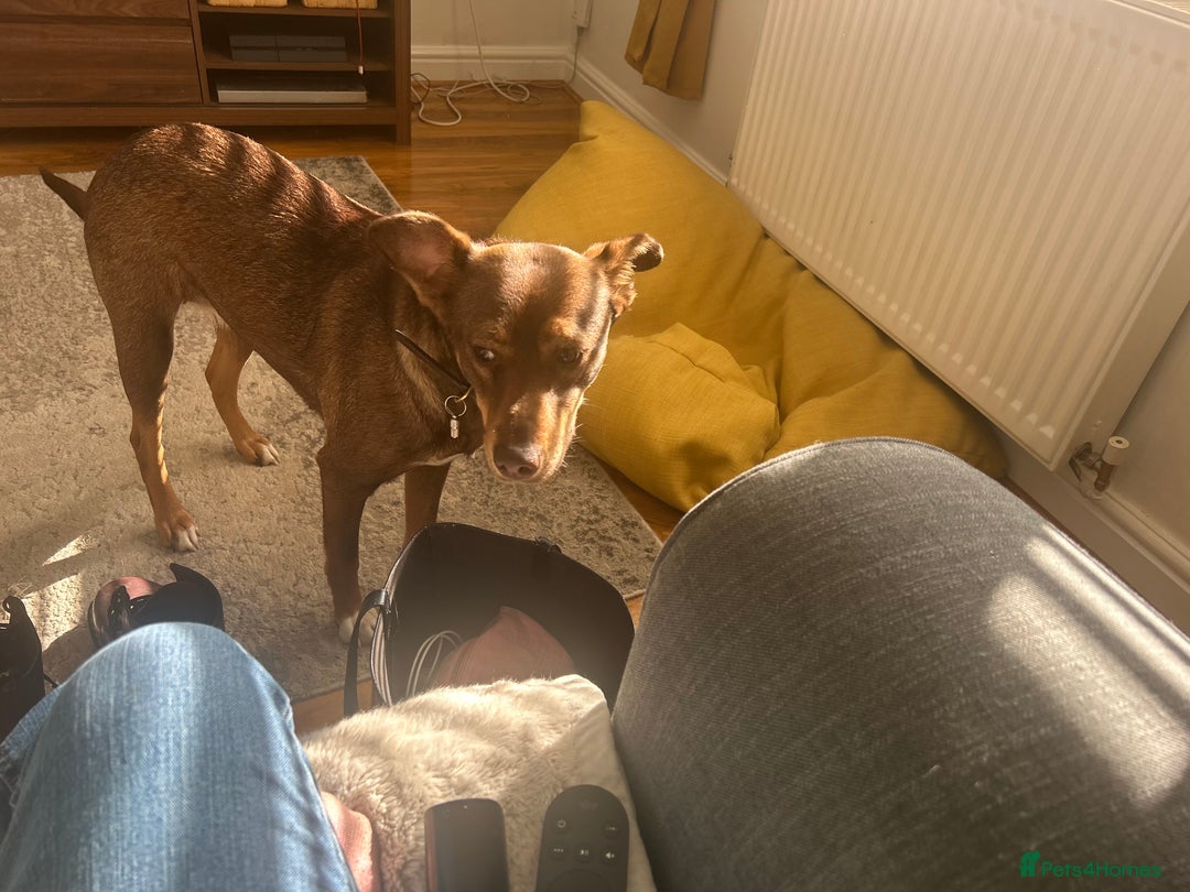 Mixed Breed dogs for sale: 2 year old unneutered female free - Image 6