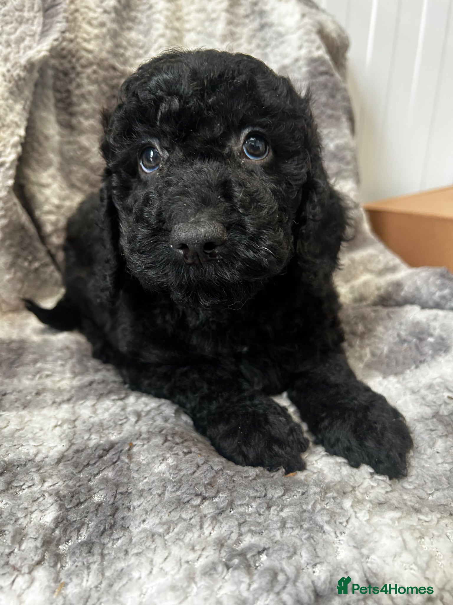 Cockapoo dogs Stunning Cockerpoo puppies 4 loving homes  - Advert 2