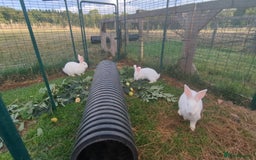 New Zealand rabbits for sale: 🐰 New Zealand White Rabbits – Friendly, Healthy🐰 - Image 14