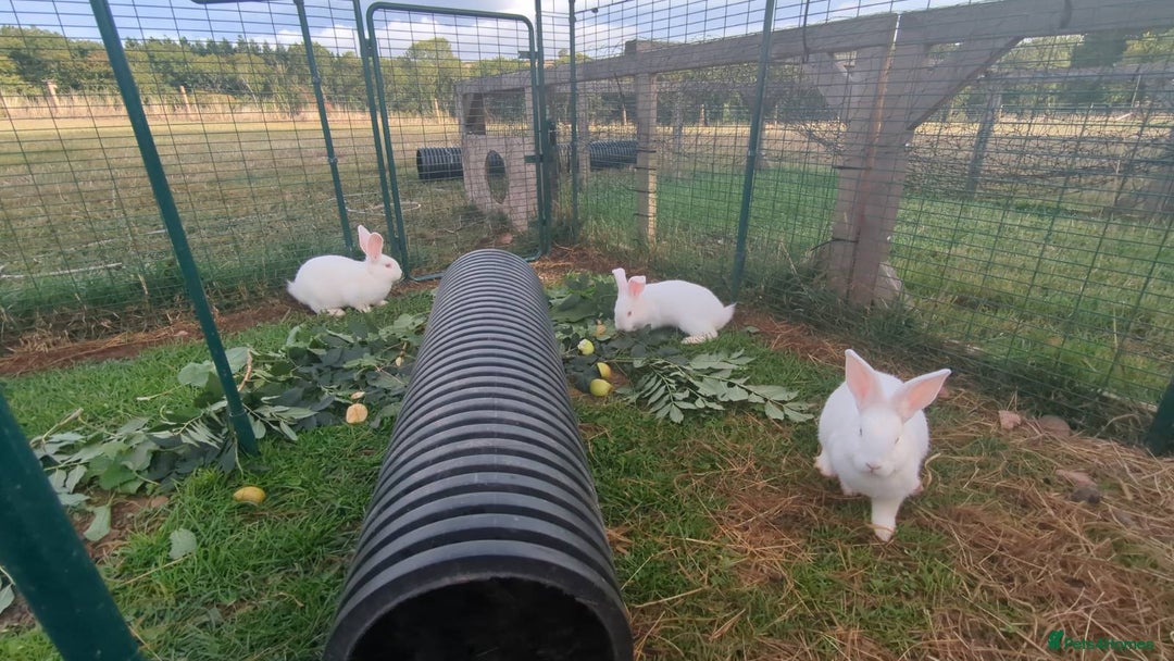 New Zealand rabbits for sale: 🐰 New Zealand White Rabbits – Friendly, Healthy🐰 - Image 14