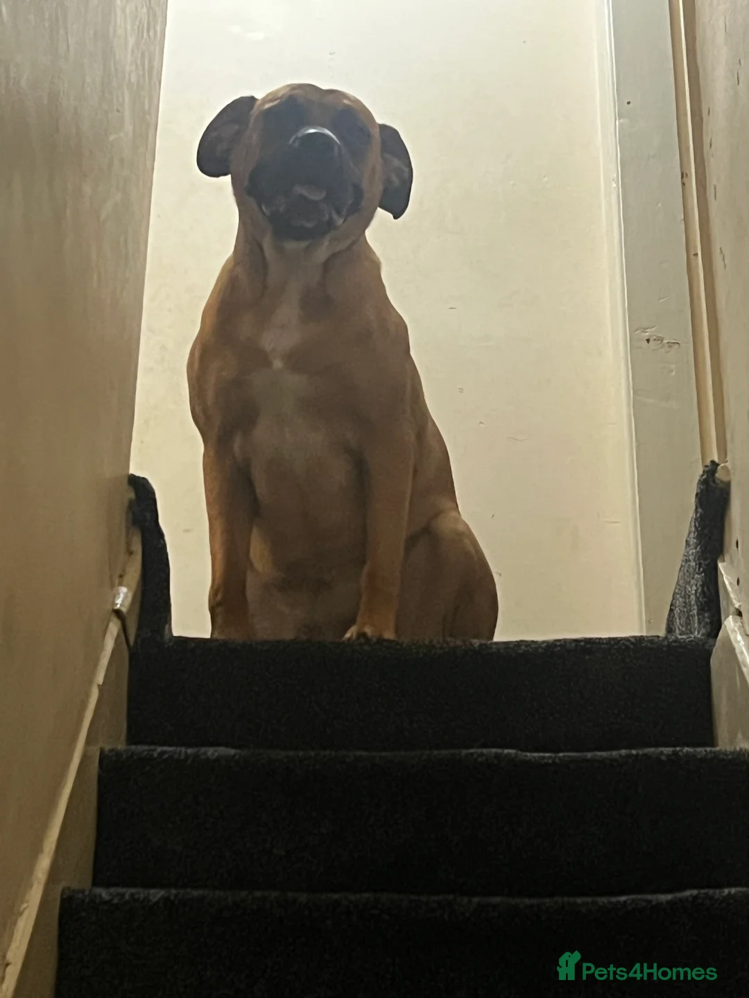 Bullmastiff dogs for sale: URGENT HOME NEEDED!!! - Advert 5