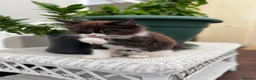 Mixed Breed cats for sale: Half Maine Coon kitten - Advert 5