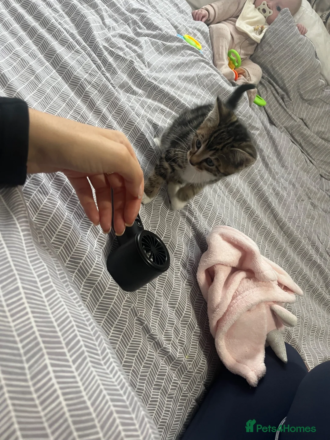 Mixed Breed cats for sale: Beautiful tabby kitten - Advert 7