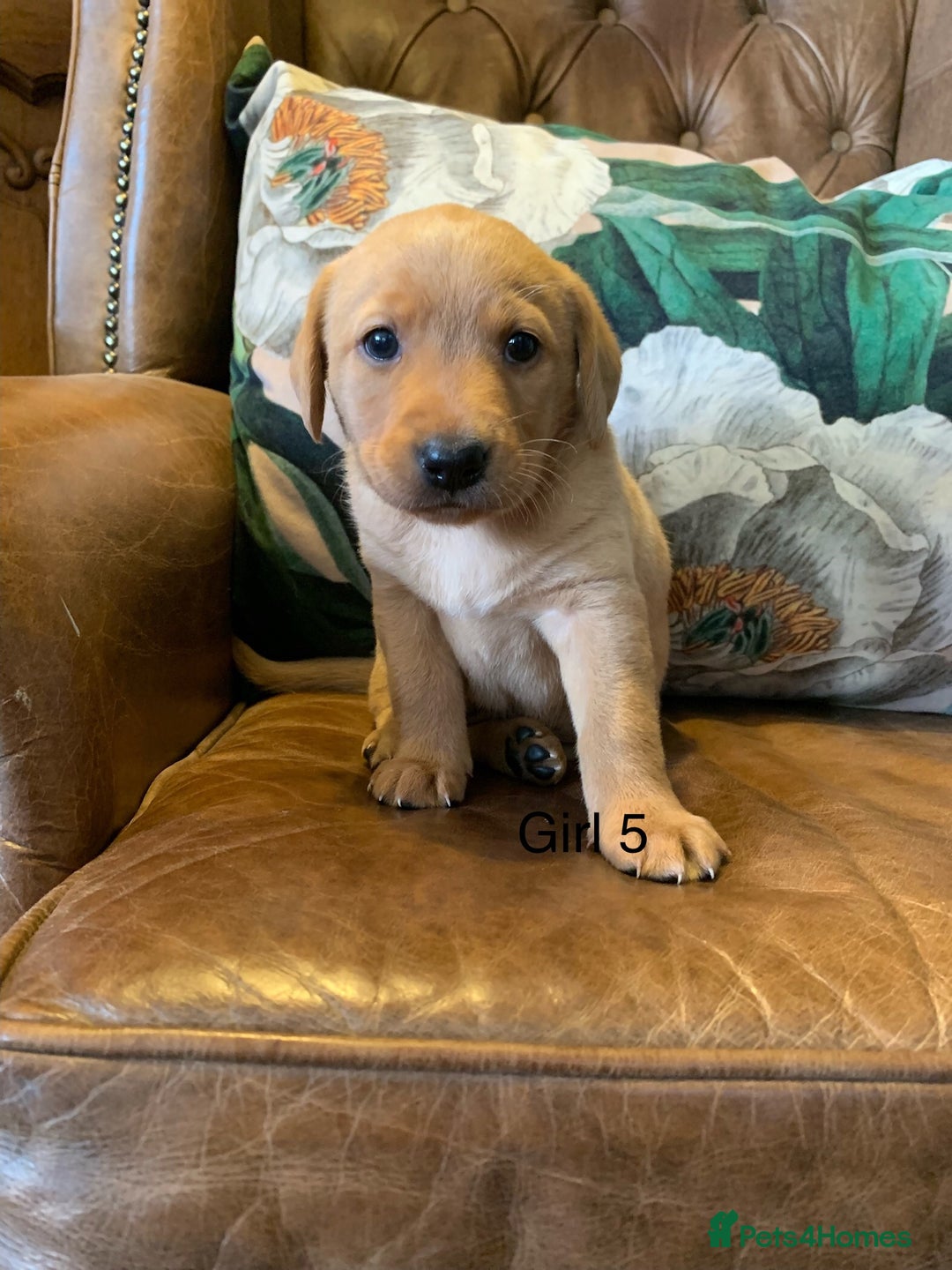 Labrador Retriever dogs for sale: Gorg KC reg labradors with amazing lineage - Advert 7