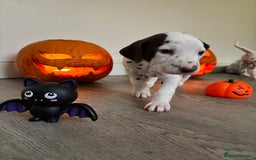 Dalmatian dogs for sale: Stunning mixed litter of Dalmatians  - Image 7