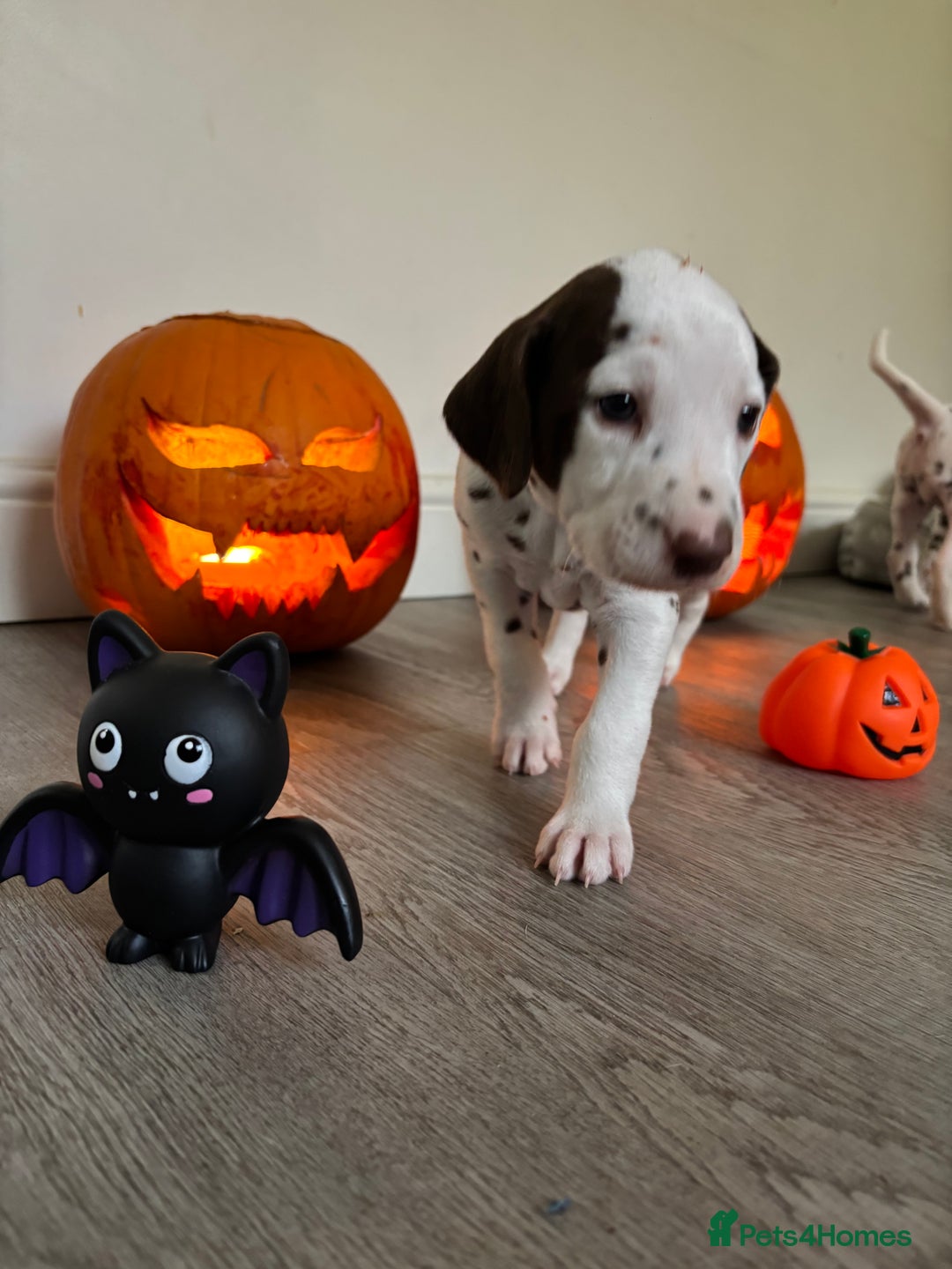 Dalmatian dogs for sale: Stunning mixed litter of Dalmatians  - Image 7