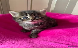 Mixed Breed cats for sale: Kittens lovely kittens  - Advert 8