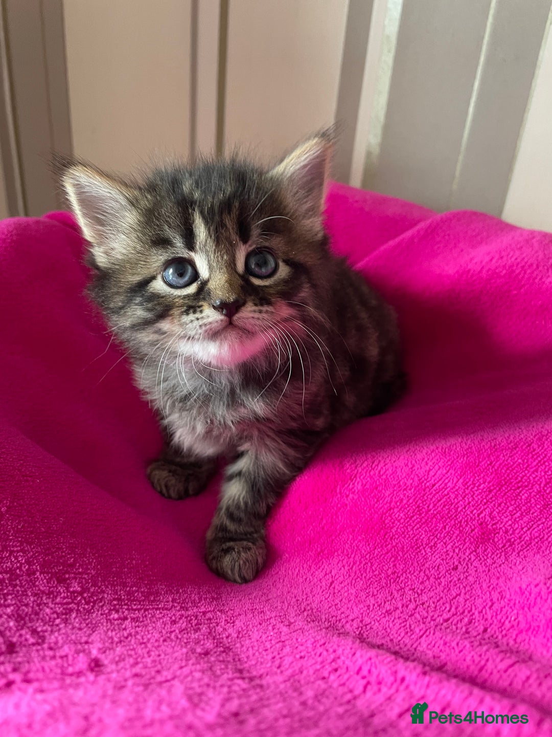 Mixed Breed cats for sale: Kittens lovely kittens  - Advert 8