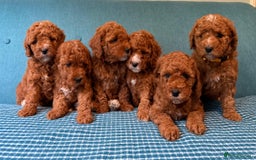 Labradoodle dogs for sale: Mini Red Labradoodle 🧬 clear  - Image 3