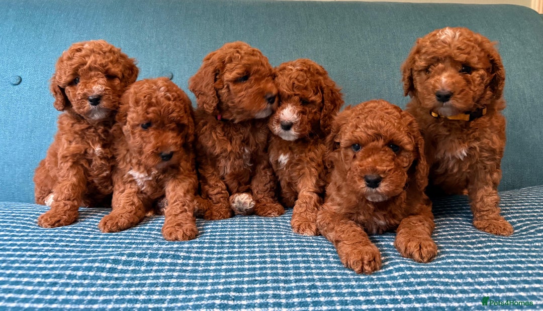 Labradoodle dogs for sale: Mini Red Labradoodle 🧬 clear  - Image 3