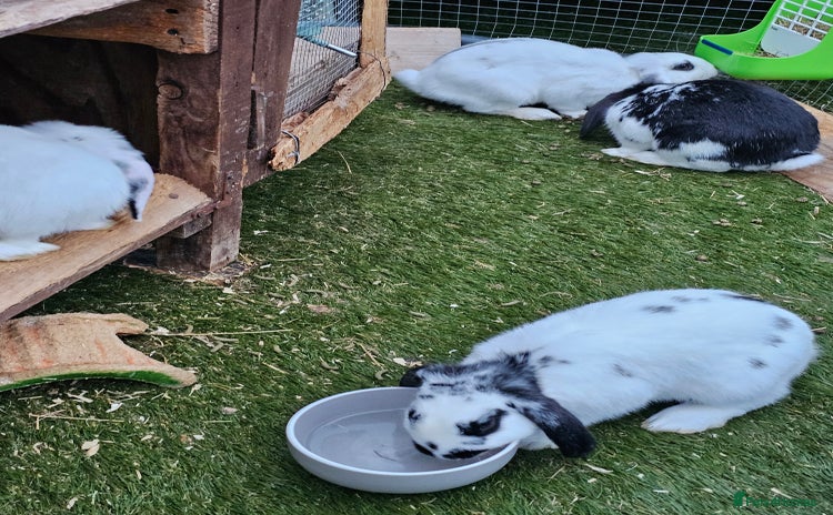 English rabbits - Advert 5