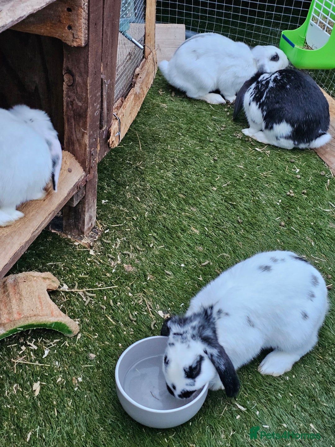 English rabbits for sale: Bunny - Image 1