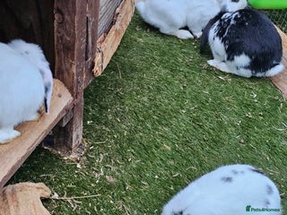 English rabbits - Advert 21