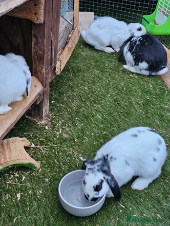 English rabbits - Advert 1