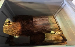 Hermann Tortoise reptiles for sale: Testudo hermanni, Hermanns tortoise for re home - Image 7