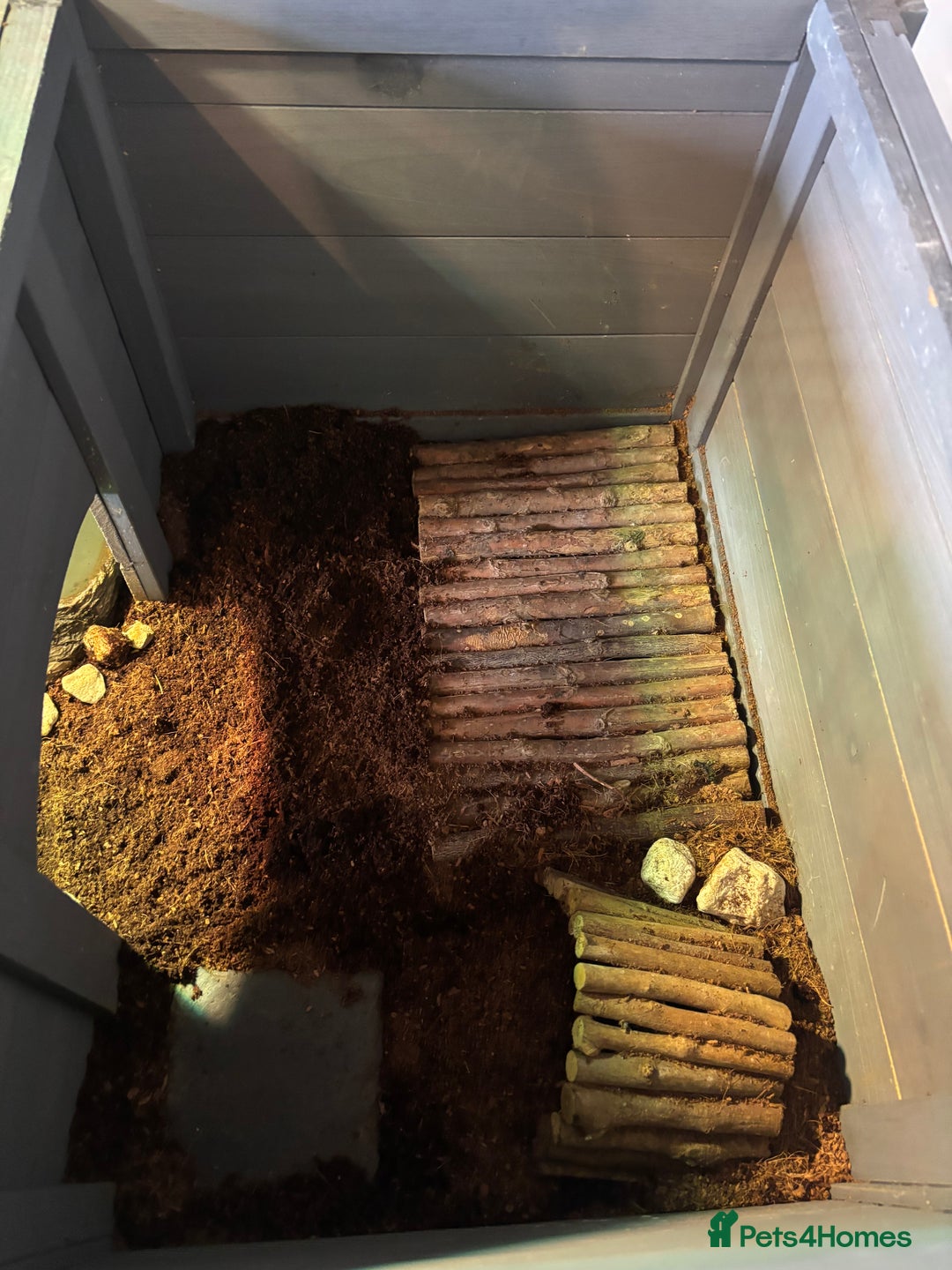 Hermann Tortoise reptiles for sale: Testudo hermanni, Hermanns tortoise for re home - Image 7