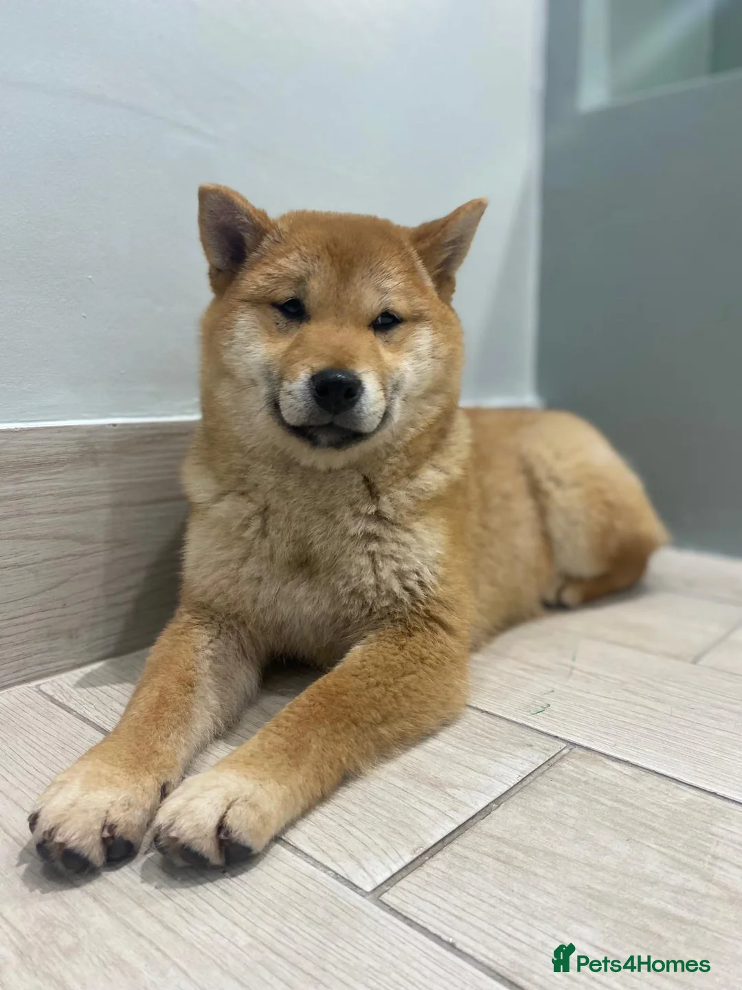 Japanese Shiba Inu dogs for sale: Shiba Inu Puppies for Sale  🐾🐾 - Advert 2