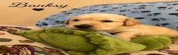 Golden Retriever dogs for sale: KC Registered Puppies From Our Much Loved Goldens! - Advert 9