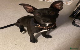Mixed Breed dogs for sale: Female Malinois x Staffie looking for loving home - Image 1