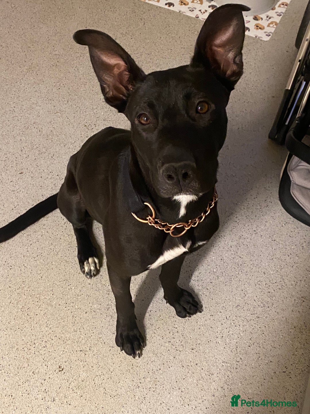Mixed Breed dogs for sale: Female Malinois x Staffie looking for loving home - Image 1