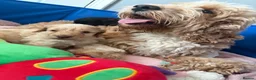 Cockapoo dogs for sale: 1 beautiful F1b darling girl ready to leave  - Advert 16