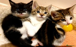 Mixed Breed cats for sale: Adorable trio of kittens  - Image 35