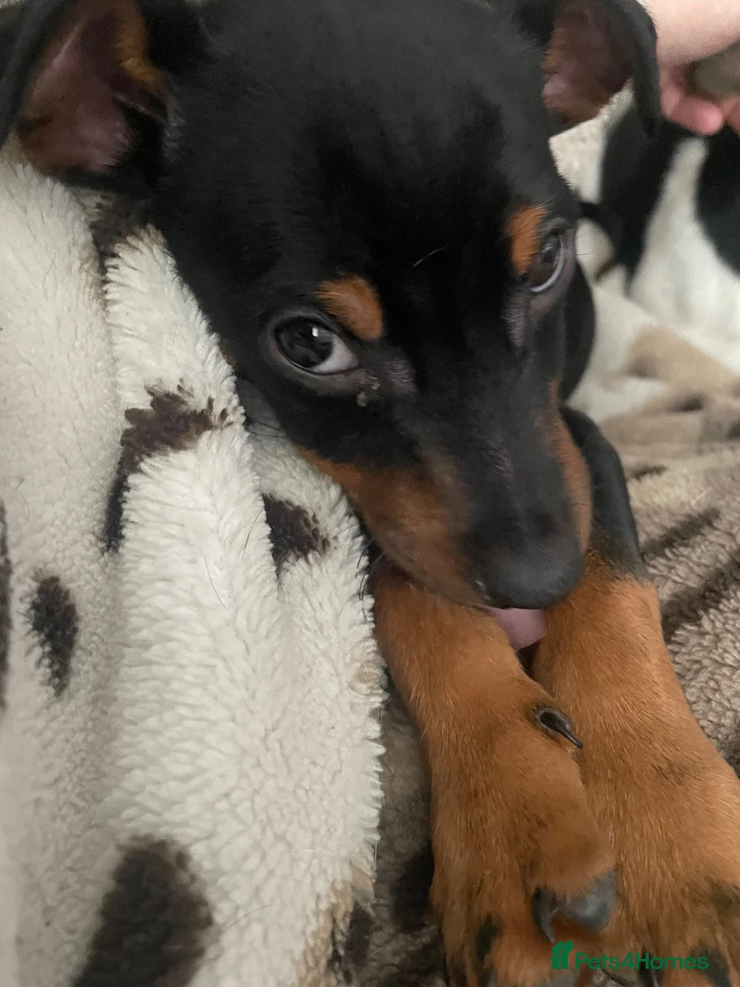 Jack Russell dogs for sale: Jack Russell  - Advert 1