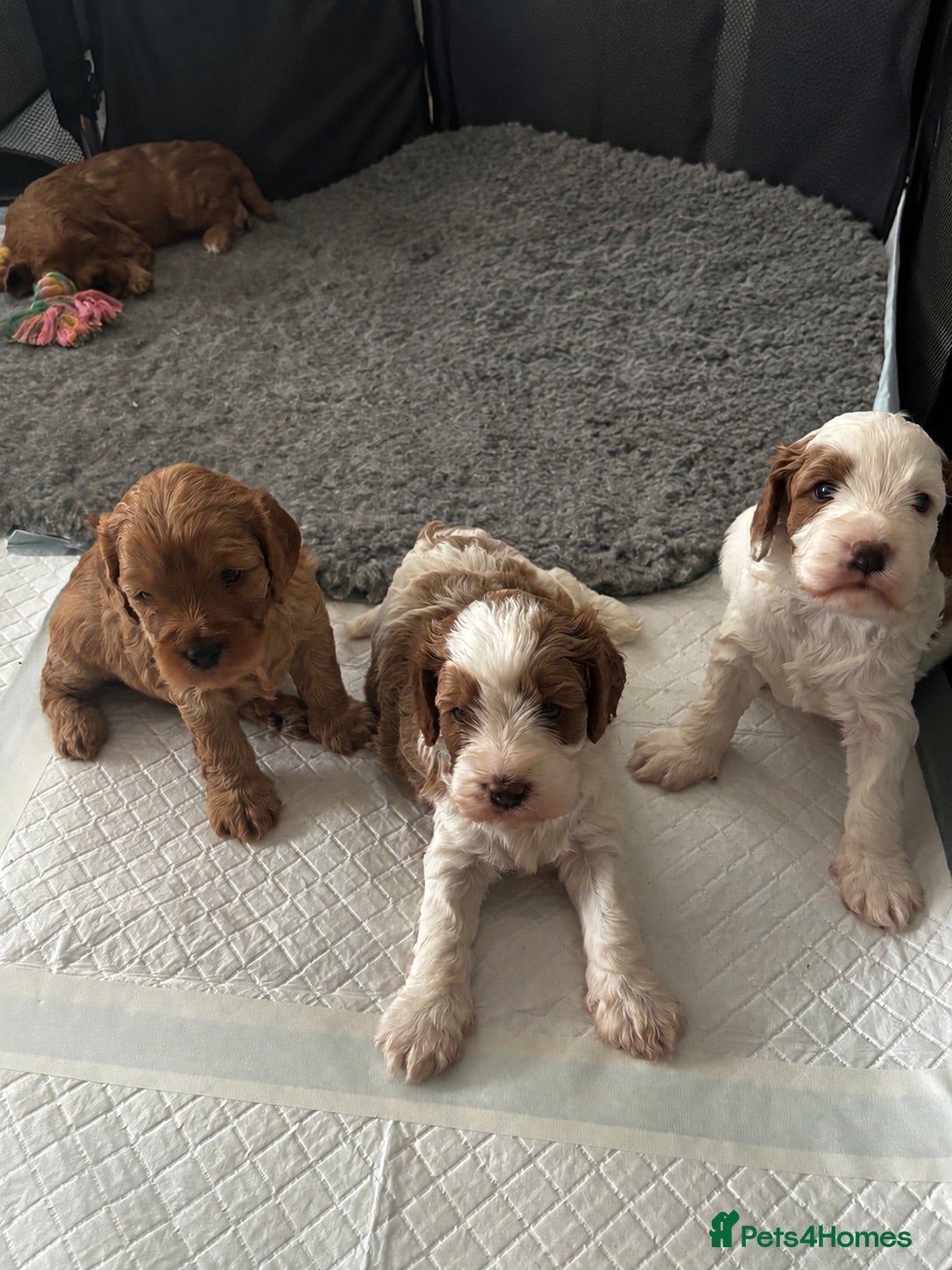 Cavapoo dogs Cavapoo puppies 💖 - Advert 11