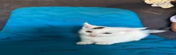 American Shorthair cats for sale: American shorthair babies  - Advert 7