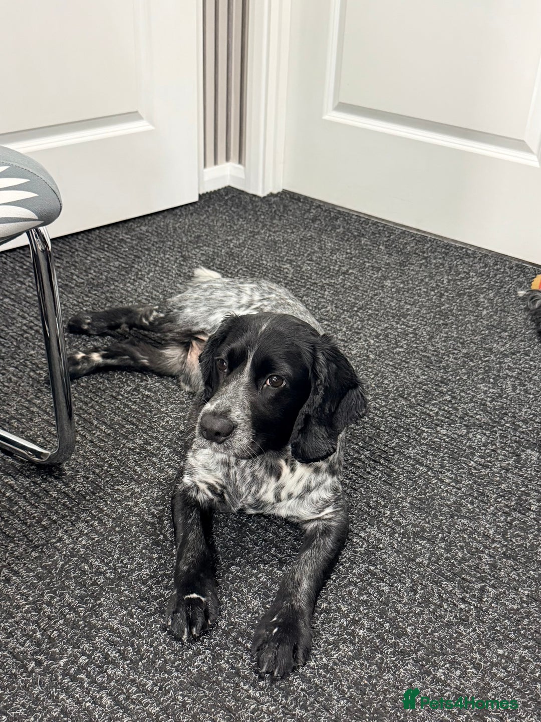 Cocker Spaniel dogs for sale: Beautiful cocker spaniels  - Advert 6