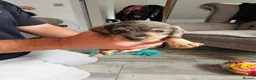 Dachshund dogs for sale: Wirehaired daschund pups - Advert 8