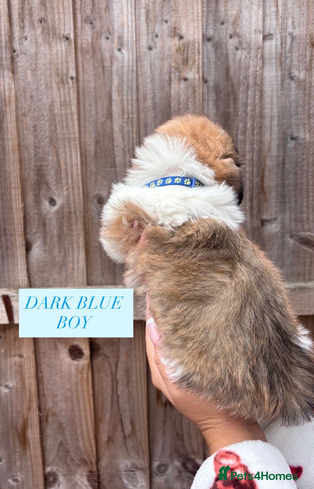 Shih Tzu dogs for sale: Shih tzu  - Image 12