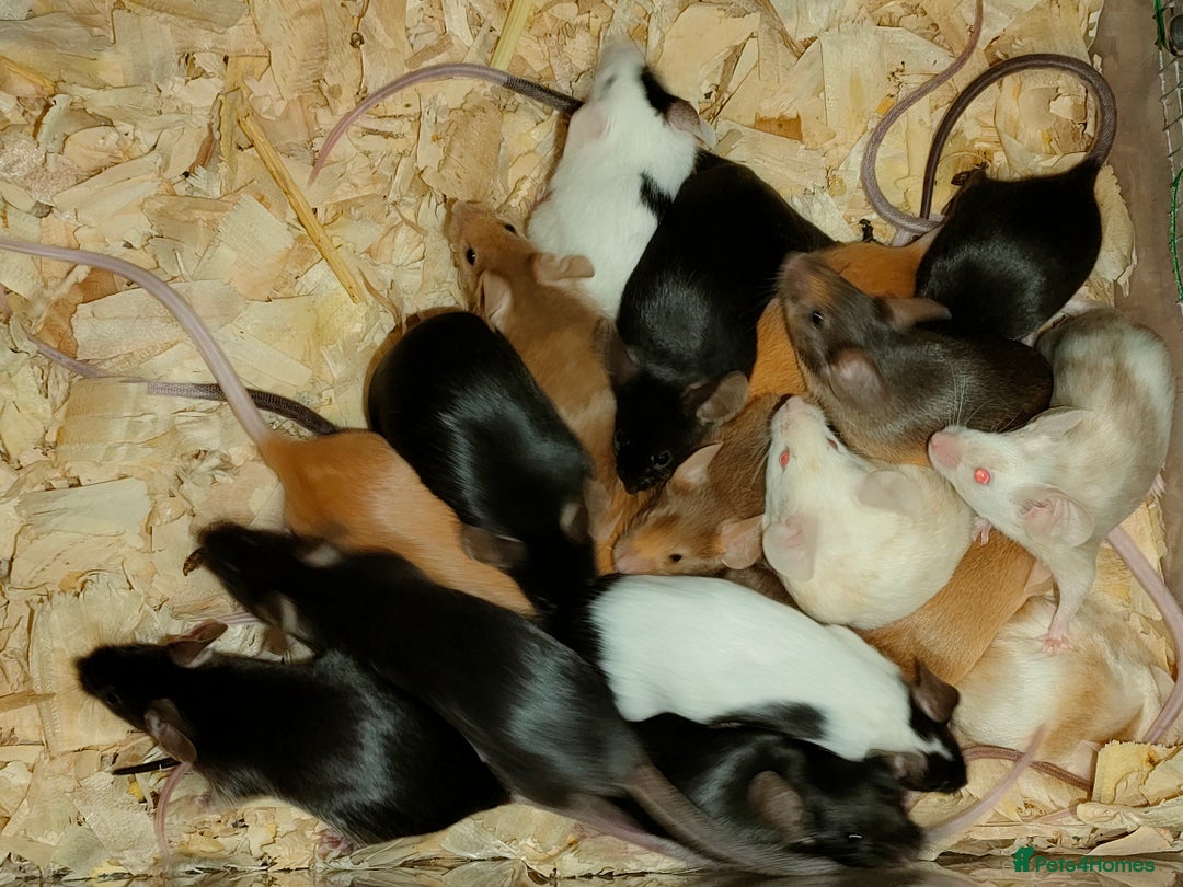 Mouse rodents for sale: Fancy mice *currently unavailable* - Advert 2