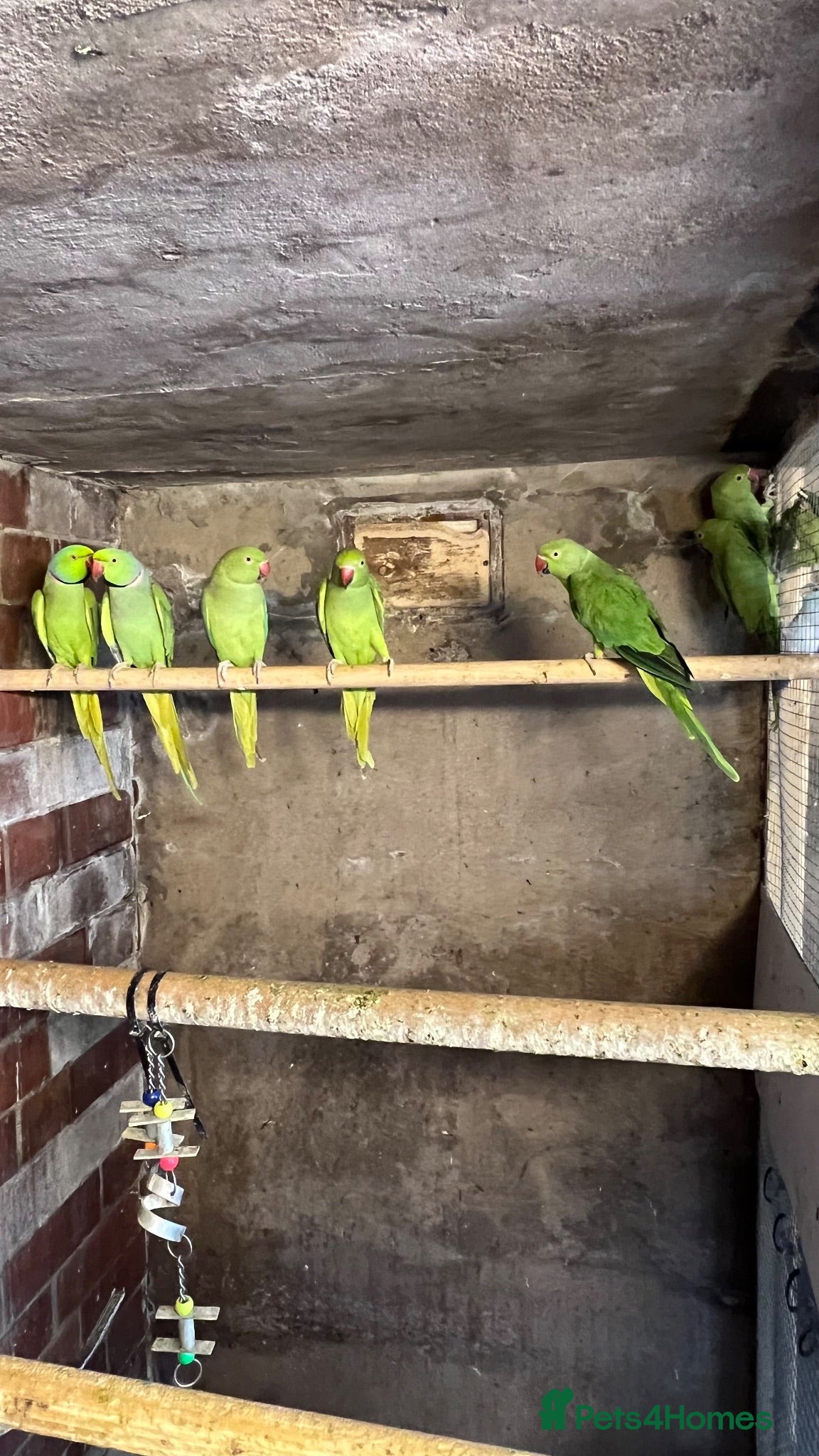 Mixed Breed birds Birds for sale *read description*  - Advert 1