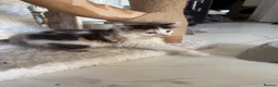 Sphynx cats for sale: Mixed breed spyhnx  - Advert 3