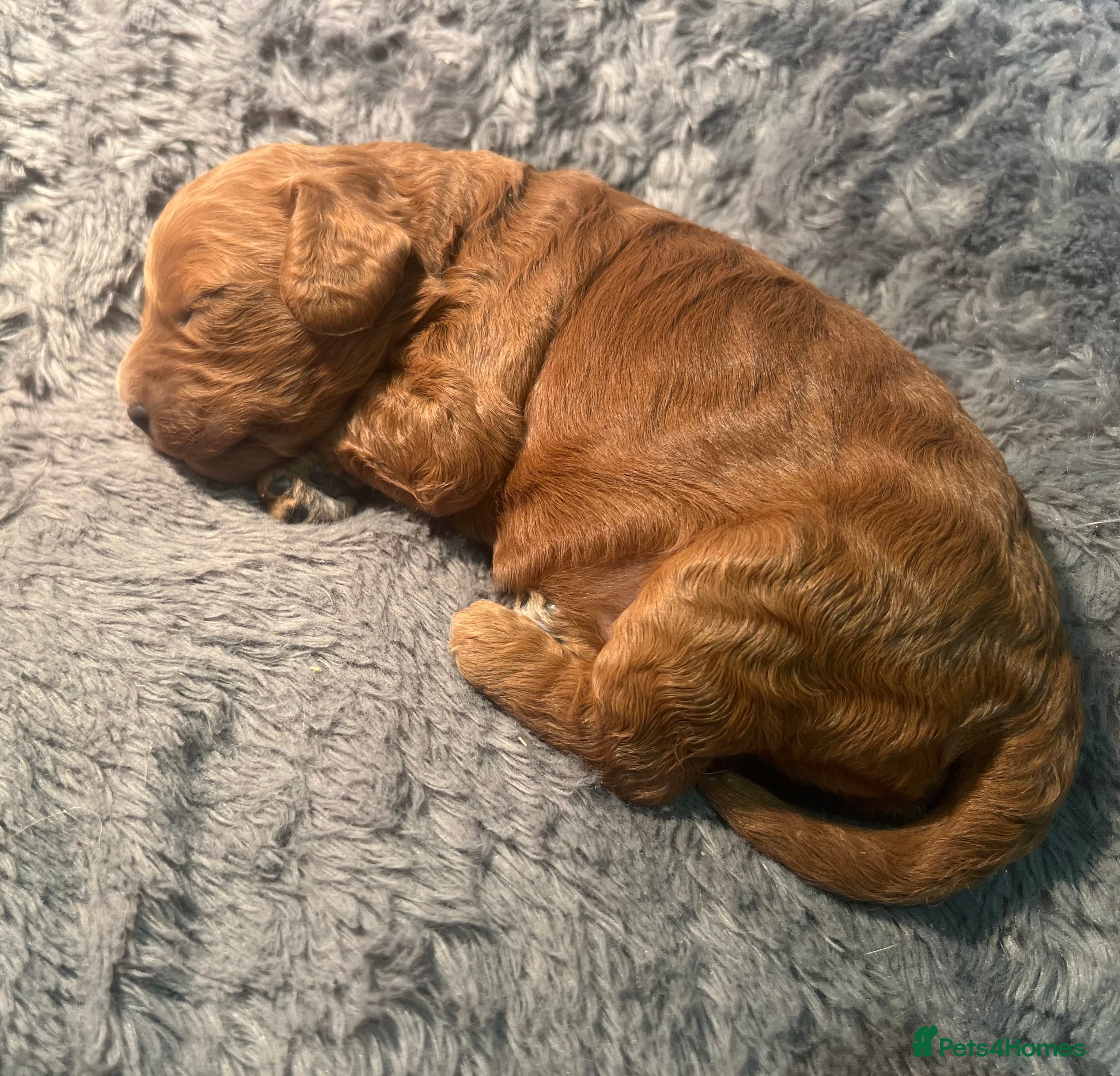 Cavapoo dogs Stunning F2 Bitch Available  - Advert 10