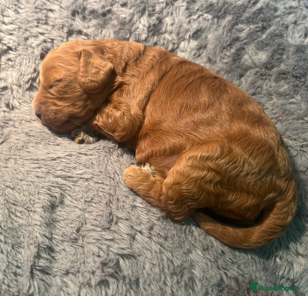 Cavapoo dogs for sale: Reserved Stunning F2 Bitch Available  - Advert 9