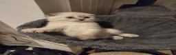 Scottish Fold cats for sale: Scottish Straight and Scottish Fold  - Advert 6