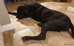 Great Dane dogs for stud: KC REG - health tested - Well proven in Wisbech - Image 7