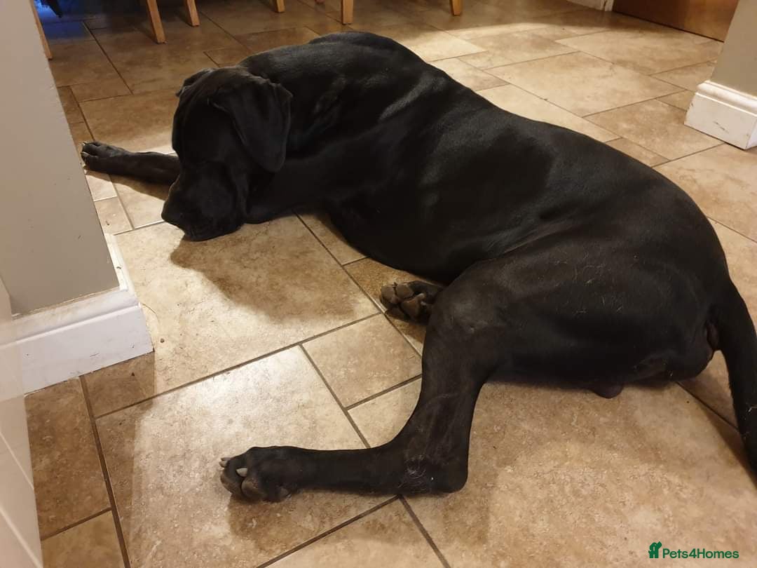 Great Dane dogs for stud: KC REG - health tested - Well proven in Wisbech - Image 7