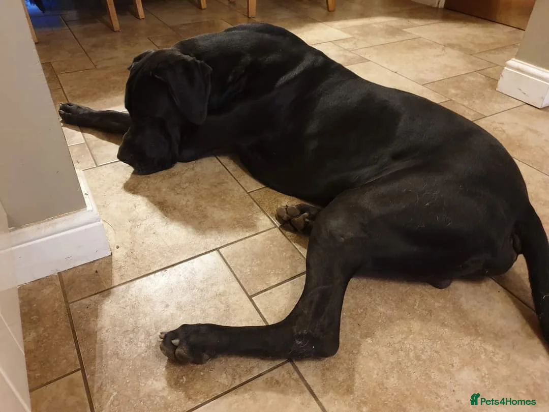 Great Dane dogs for stud: KC REG - health tested - Well proven in Wisbech - Advert 7