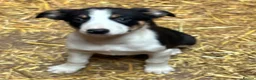 Mixed Breed dogs for sale: Collie x kelpie puppies  in Rhayader - Advert 4