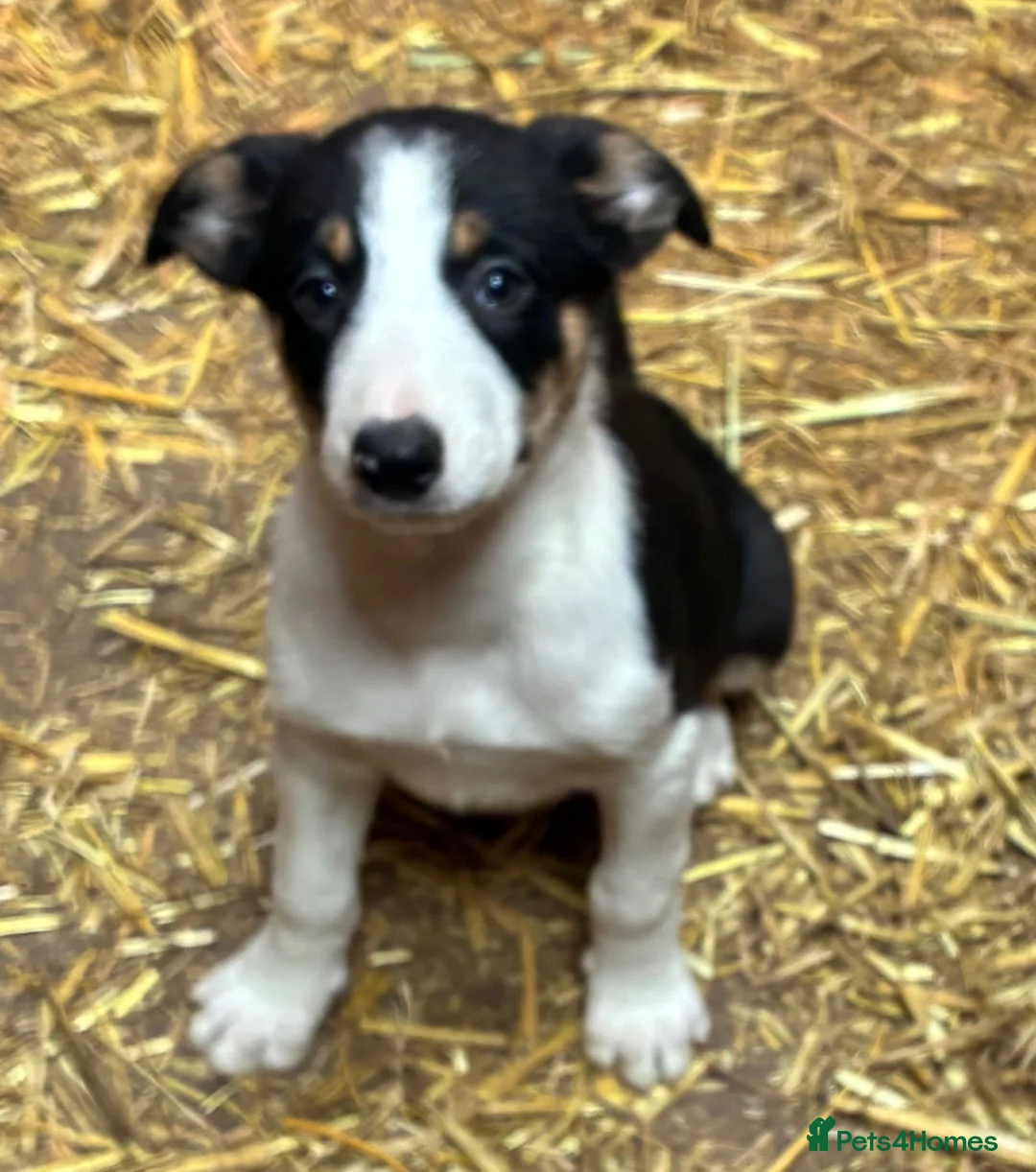 Mixed Breed dogs for sale: Collie x kelpie puppies  in Rhayader - Advert 4