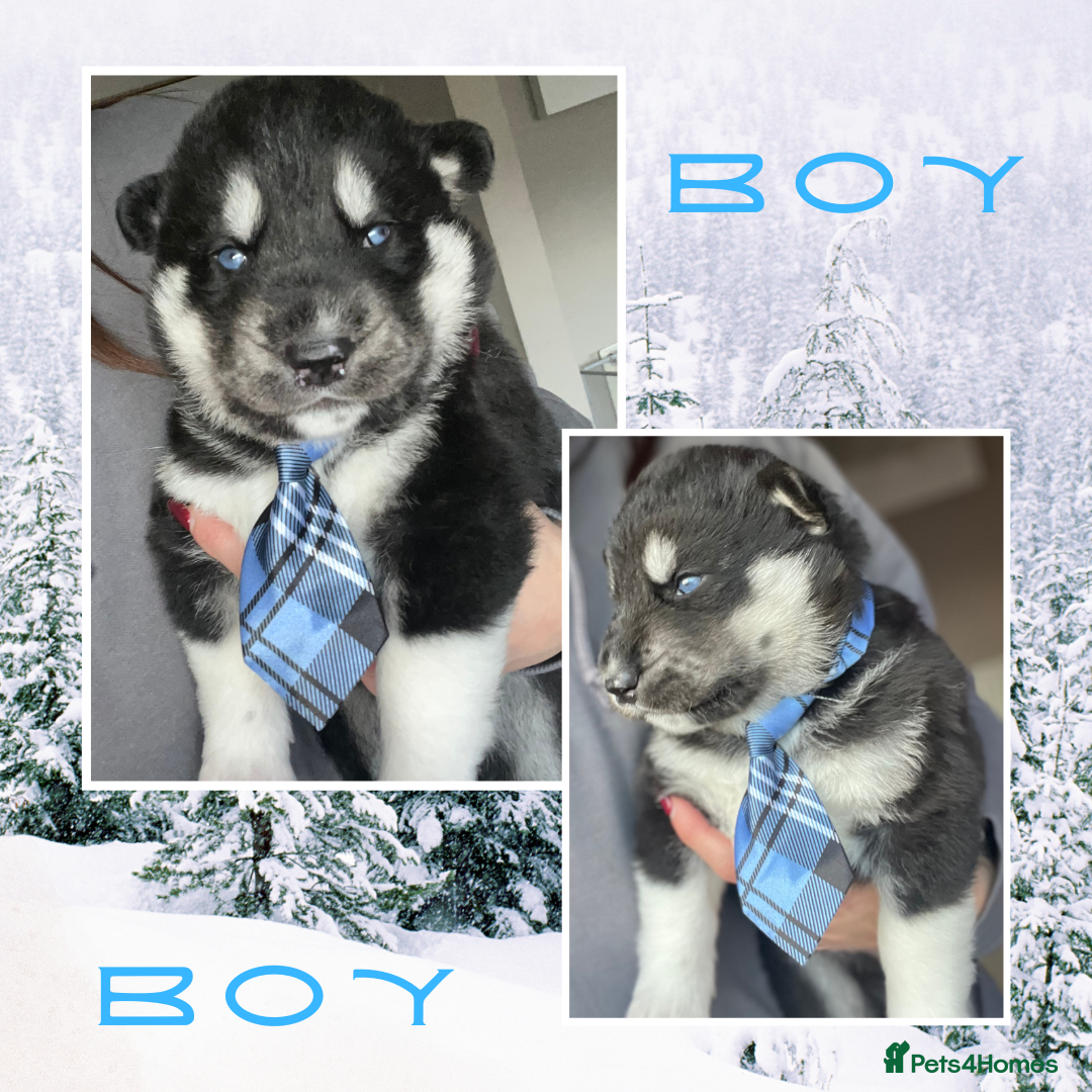 Siberian Husky dogs for sale: Beautiful Siberian Husky Puppies - Advert 5