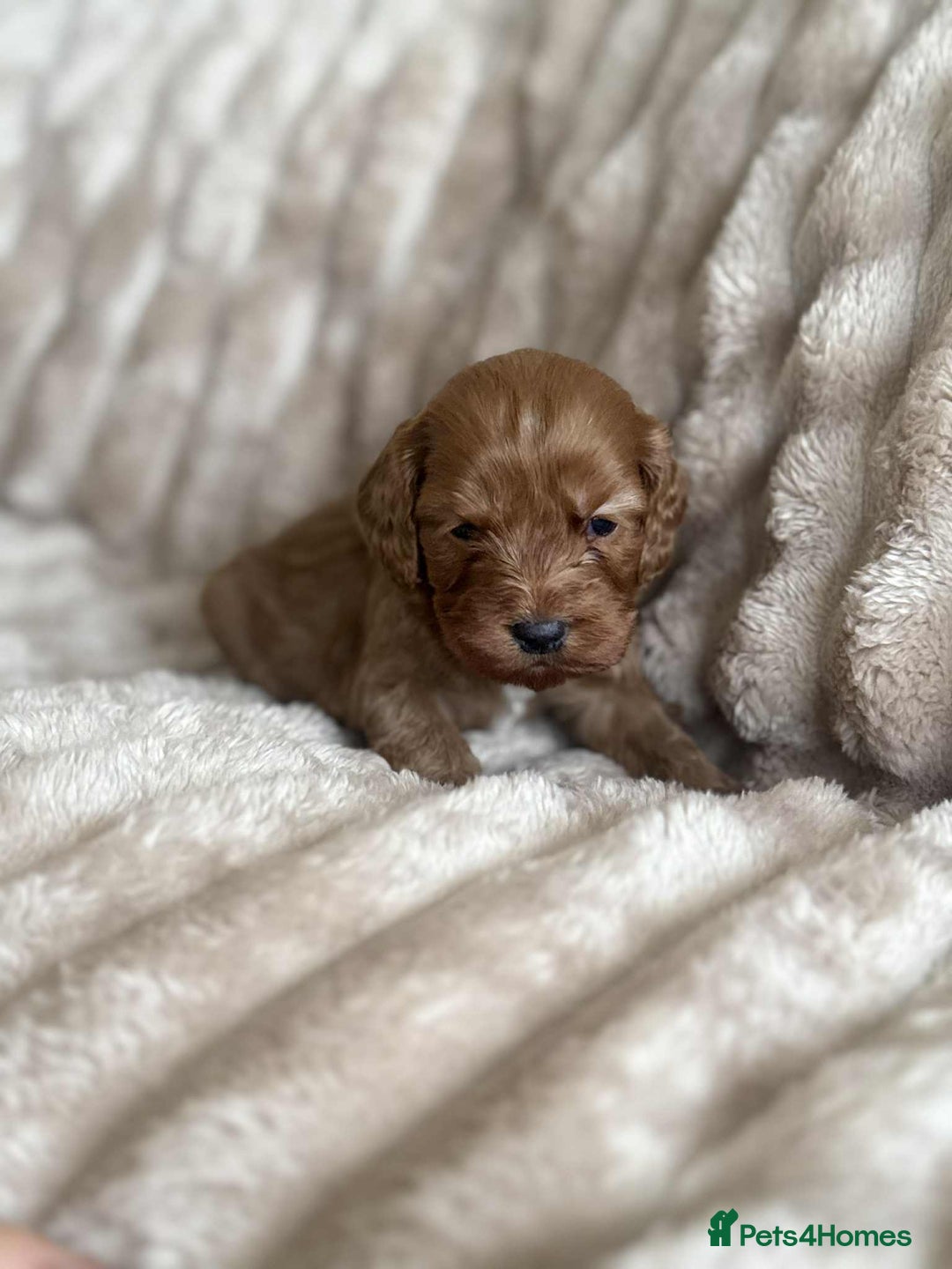 Cockapoo dogs for sale: Cockapoo F1B STUNNING COLOURS 4 available - Advert 16